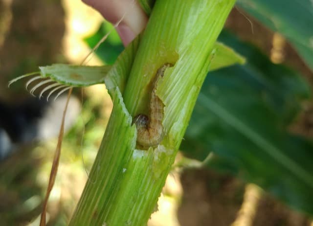 A fall armyworm larva feeding inside a maize plant