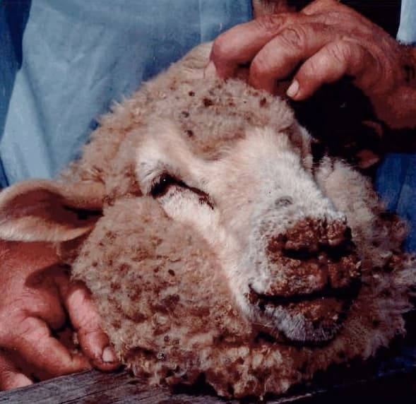 A sheep with orf — scabby sores around its lips and nose