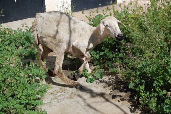 A sheep kneeling on its front legs because of a sore foot (foot rot)